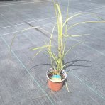 Ozdobnica čínska, panašovaná (Miscanthus sinensis) ‘VARIEGATUS’  - kont. C1L